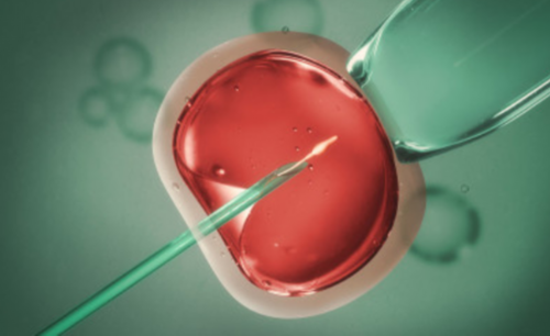 去代怀途径,子宫畸形无月经还能做供卵代怀婴儿助孕吗