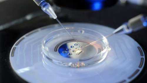 合法供卵,供卵代要多久,抚州供卵代怀助孕生龙凤胎费用大约多少钱